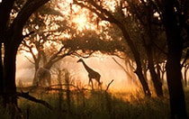 Disney's Animal Kingdom® Theme Park